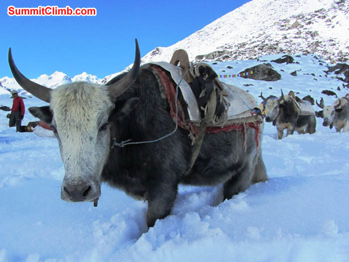 Yaks in deep snow at Ama Dablam basecamp. Mark van 't Hof photo