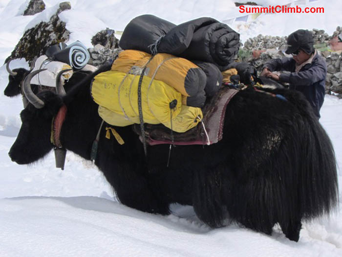 Tim Richards abseils during rock climbing practice above Ama Dablam basecamp. Mark van 't Hof Photo.