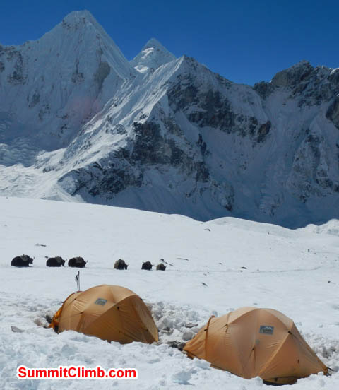 It is possible for yaks to reach ABC. Photo Mark van 't Hof.