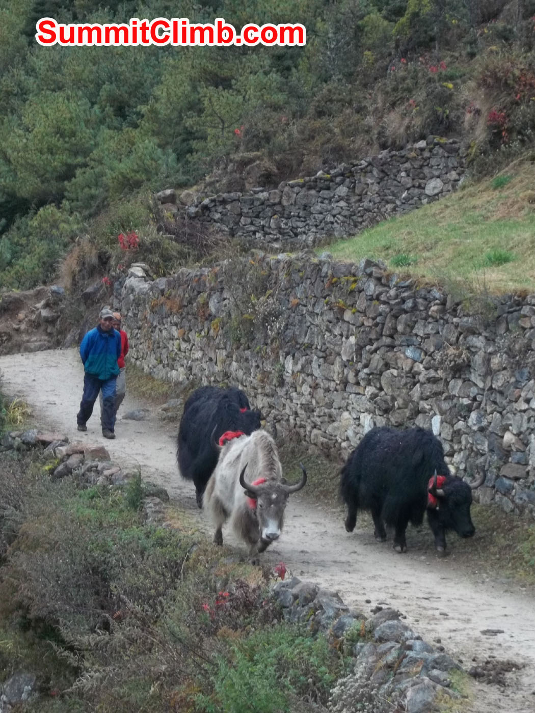 Yak drivers with Yaks