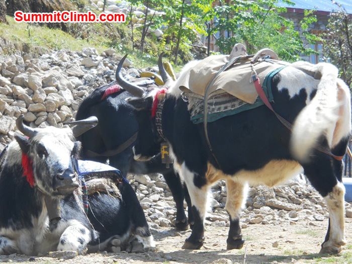 Zopkioks waiting for loads in Lukla. Photo by Jen Klich.