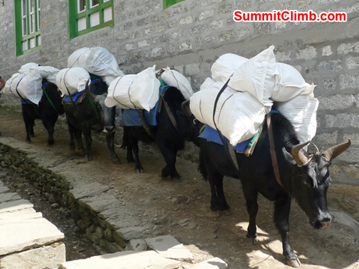 Zopkios on the main street in Lukla. Photo by Frank Seidel.