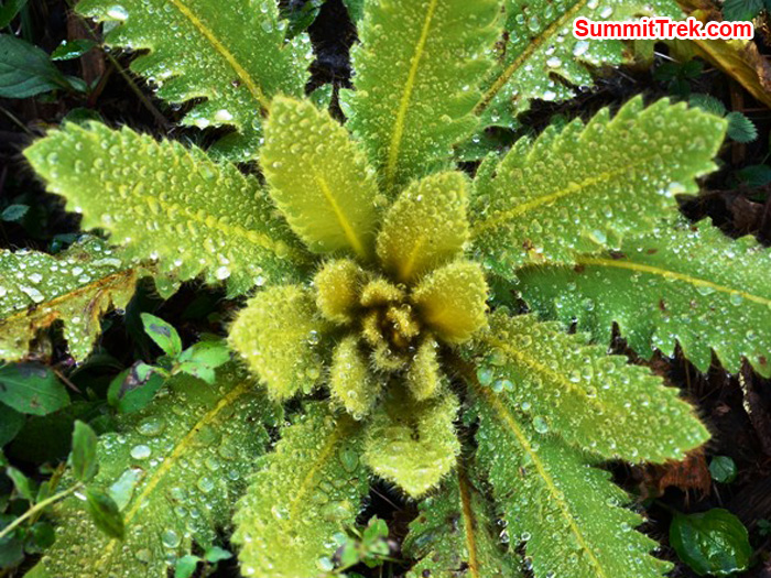 A beautiful plant in early morning dew, near to Kote Village. Photo by Michael Moritz