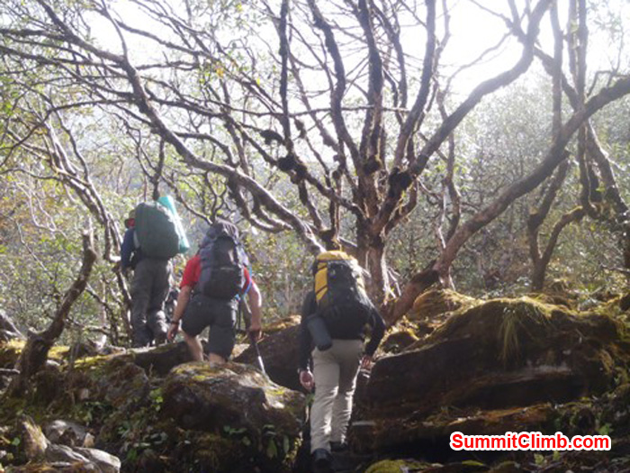 Trekking through the big Rhododendron and Hemlock jungle at Tashing Ongma at 3580 metres - 11742 feet. photo by Andrew Davis.