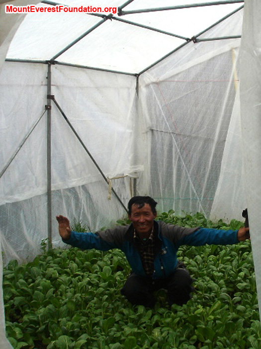 Jangbu Sherpa from the Mount Everest Foundation at the Deboche Convent, in a greenhouse filled with spinach. Thanks to Marcia Macdonald and friends for making this happen. Photo by Lakpa Gyelu