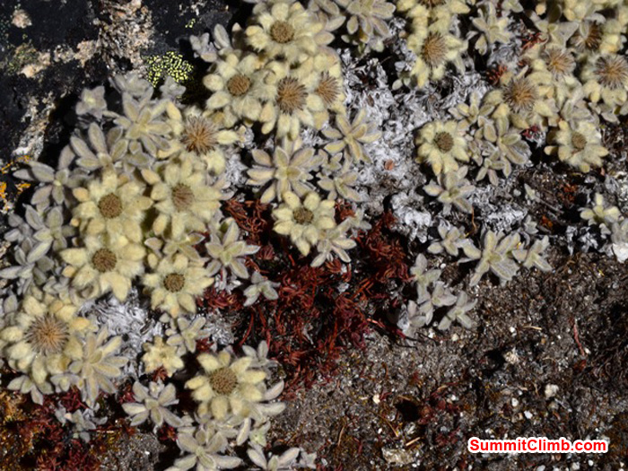 Delicate dry land autumn flowers grace an alpine meadow near Kare Village. Photo by Michael Moritz.
