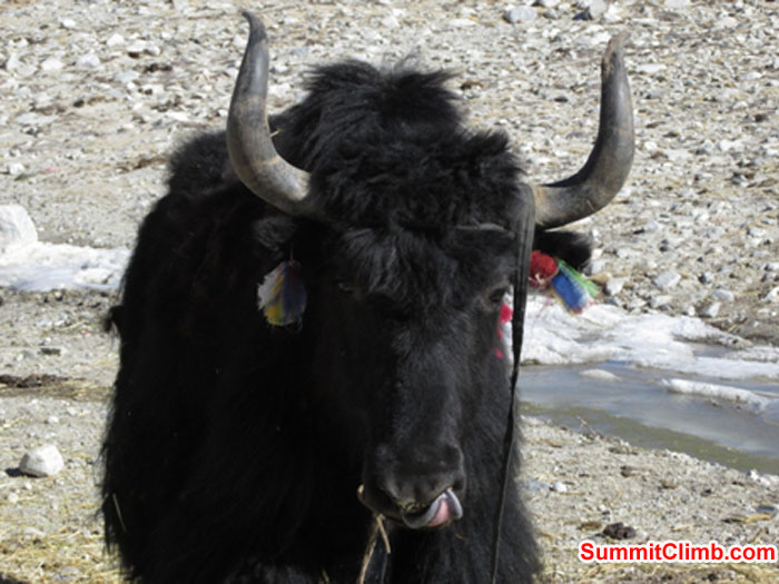 Yaks in Base Camp. Photo ohn Martersteck