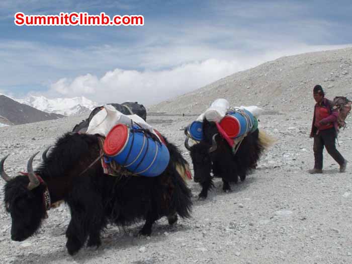 Yaks on the way to ABC. Photo Angel