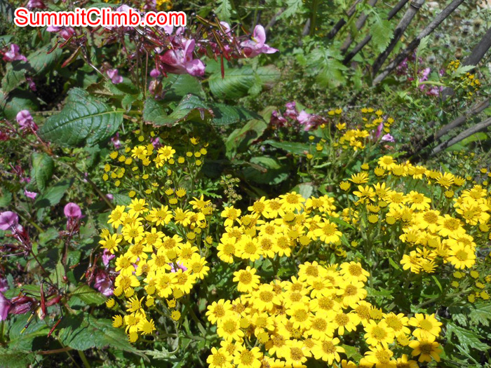 Flowers bloom along the Bhote Khosi gorge in Tibet. Stu Frink Photo