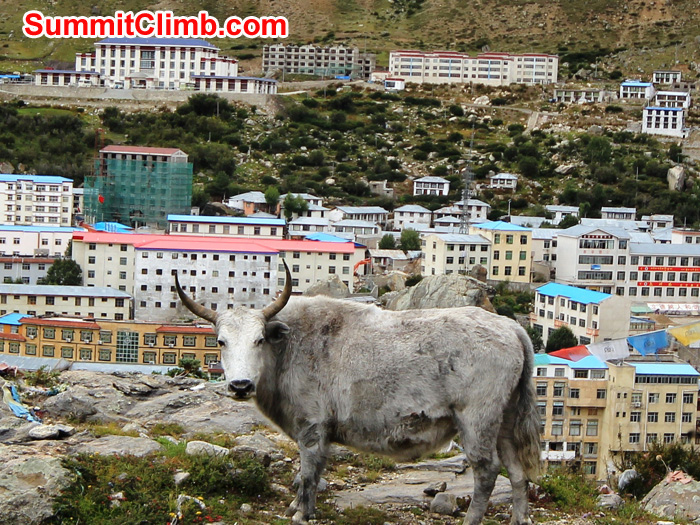 Yak grazing in Nyalam town. Christoph Forster Photo