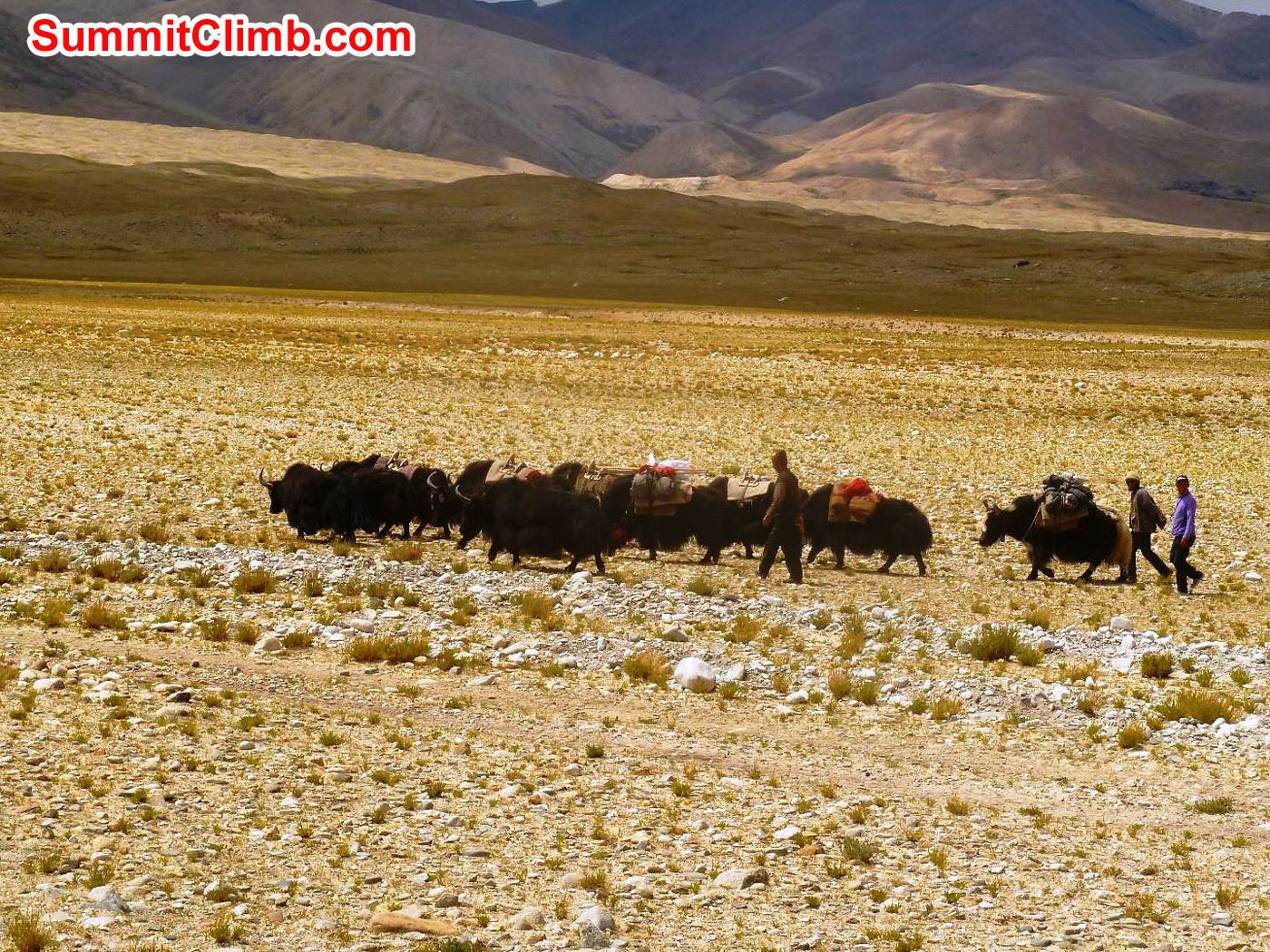 Yak Caravan on the way to Base Camp - Photo by Marina Cortes