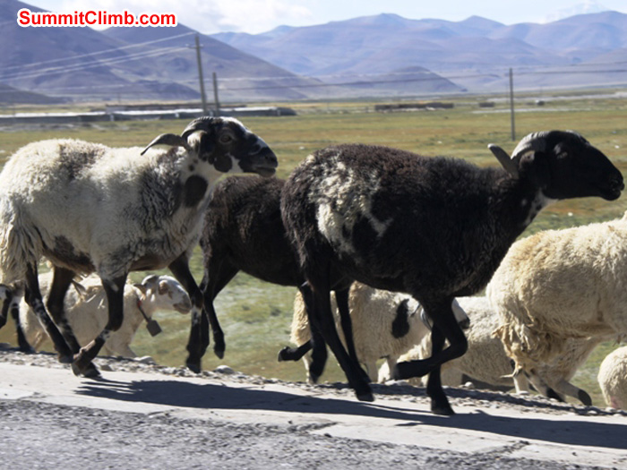 Sheep herding in Tingri. Matti Sunell Photo Sheep herding in Tingri. Matti Sunell Photo