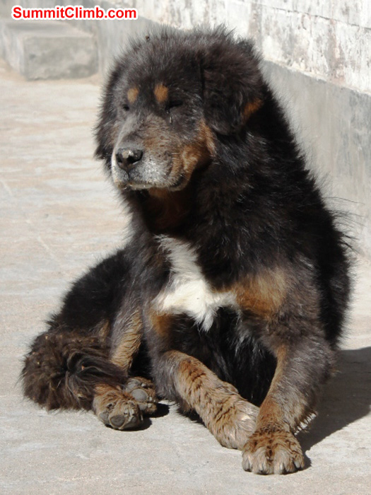 Tibetan dog. Matti Sunell Photo Tibetan dog. Matti Sunell Photo