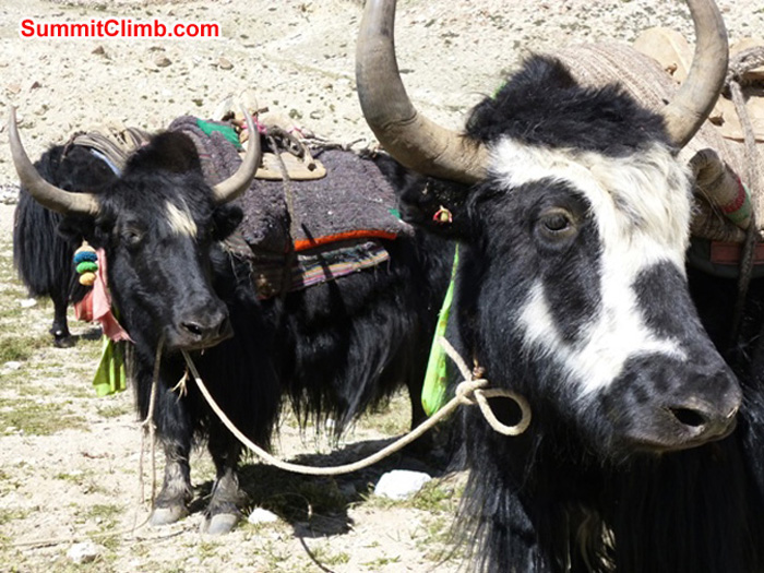 Yaks in basecamp. Jan-Jilles VanderHoeven Photo Yaks in basecamp. Jan-Jilles VanderHoeven Photo