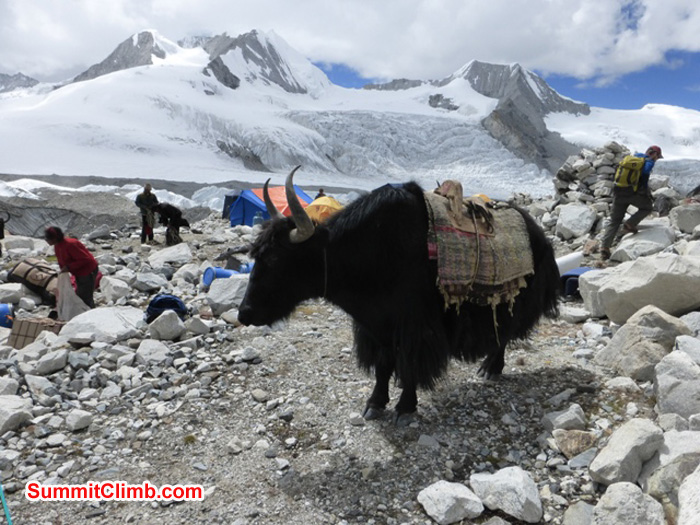 A just unloaded yak in abc with lots of abc setting up activity going on all around. Juergen Landmann Photo A just unloaded yak in abc with lots of abc setting up activity going on all around. Juergen Landmann Photo