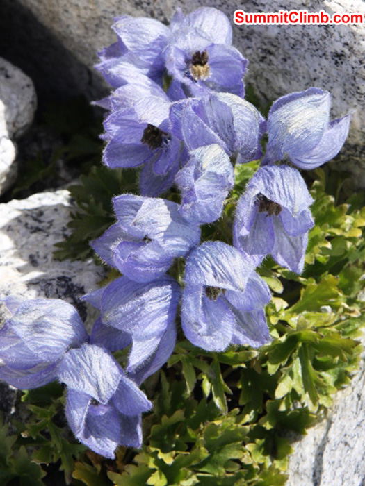 Glacier flowers near ABC. Matti Sunell Photo