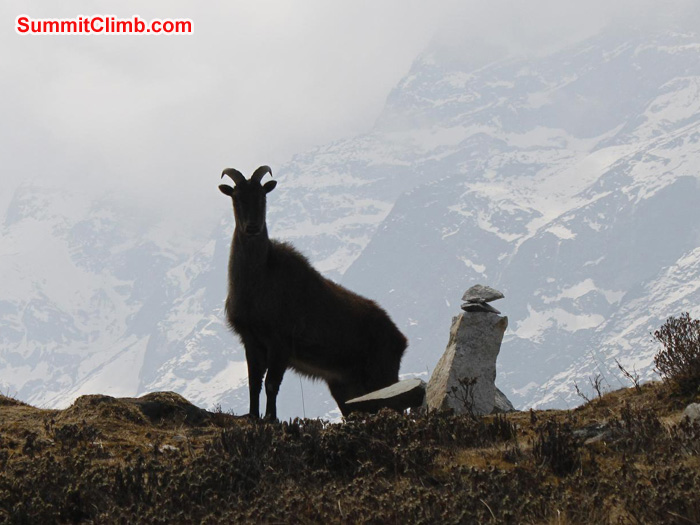 prayer flag ridge prayer flag ridge