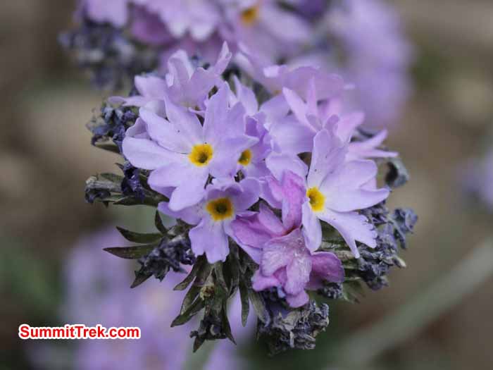 Flower. Photo Scott Younghusband. 