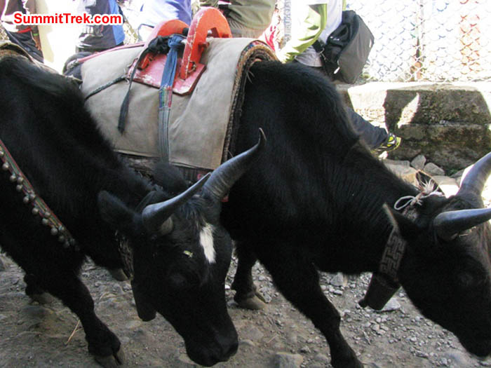 Zopkioks on the trail in Lukla. Ron and Dee Haberern Photo