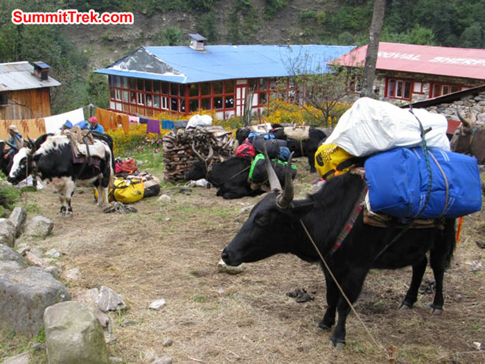 Zopkioks being loaded. Keith Bailey Photo