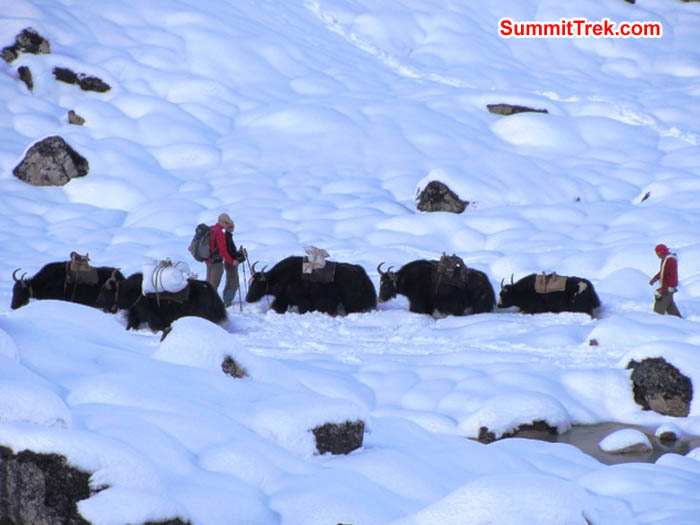 Yaks, drivers, and trekers in deep snow on the way to basecamp. Mark van 't Hof Photo
