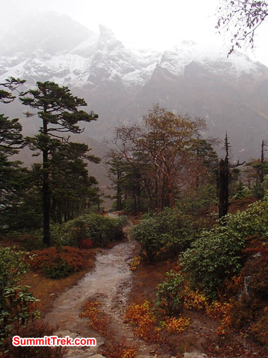Forest and River in Fungki Thangka on Everest Trail. Photo by Maggie Noodle
