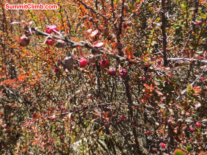Seabuckthorne berries make a nutritious juice the local Khumbu people can sell for profit to benefit the local economy with local produce. Photo Hannah Rolfson.