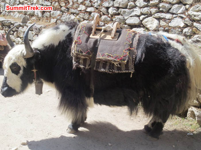 Yak wears a freshly repaired pack saddle. Hannah Rolfson Photo