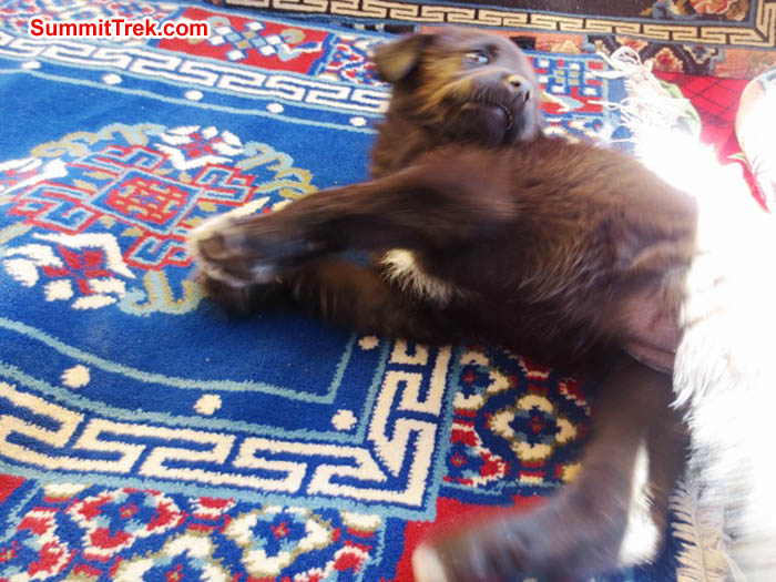 Puppy enjoys playing with the carpet on the benchesin the teahouse in Pangboche. Hannah Rolfson Photo