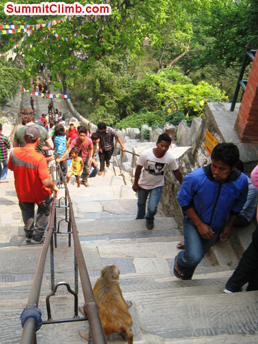 Locals, monkeys and tourists enjoy the steep climb up the steps at the monkey temple. Scott Smith Photo. Locals, monkeys and tourists enjoy the steep climb up the steps at the monkey temple. Scott Smith Photo.