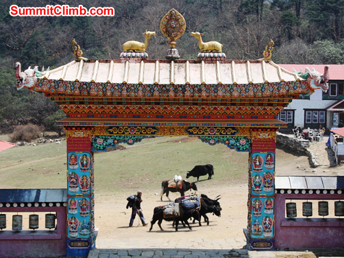 Yak train passes in front of the main gate at Tengboche Gompa. Monika Witkowska Photo.