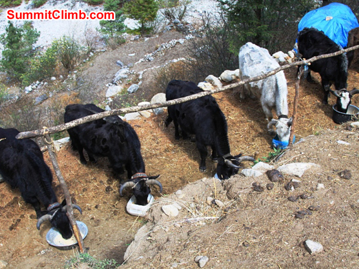 5 yaks enjoying a meal before getting to work. Monika Witkowska Photo. 5 yaks enjoying a meal before getting to work. Monika Witkowska Photo.