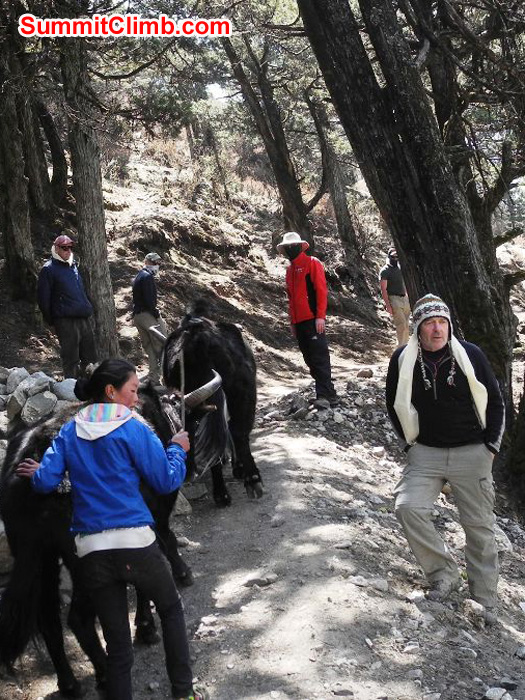 Inside the Pangboche forest, Kieran Lally and Slavo Fila step to the side of the path to let a yak train pass. Violetta Pontinen Photo. Inside the Pangboche forest, Kieran Lally and Slavo Fila step to the side of the path to let a yak train pass. Violetta Pontinen Photo.