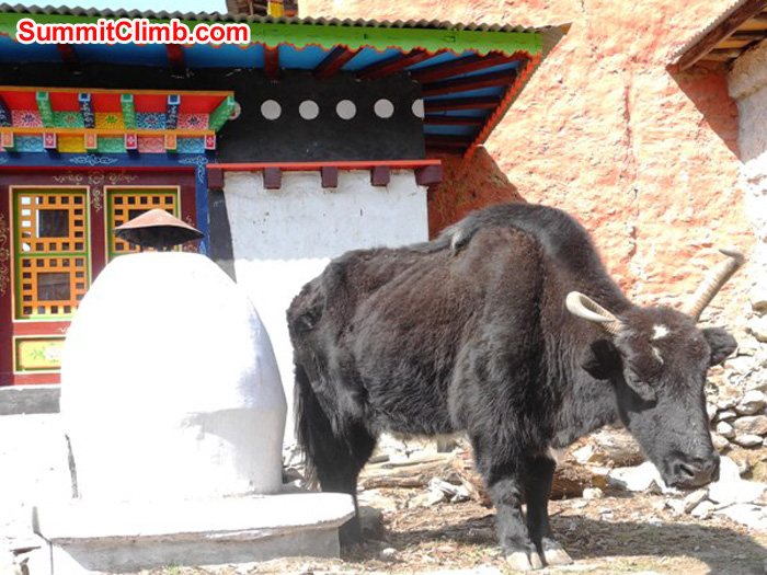 Yak standing beside an enormous incense burner at the Pangboche Gompa. Violetta Pontinen Photo. Yak standing beside an enormous incense burner at the Pangboche Gompa. Violetta Pontinen Photo.