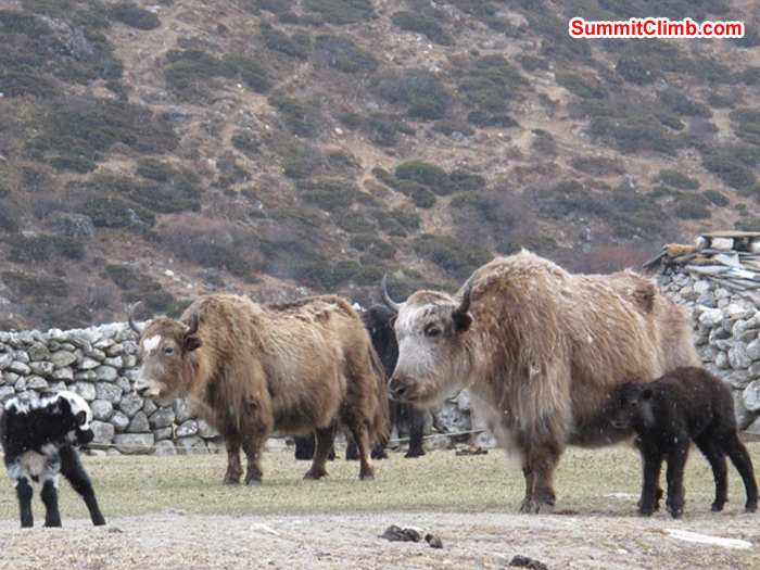 Yak babies and moms at Pheriche. Monika Witkowska Photo. Yak babies and moms at Pheriche. Monika Witkowska Photo.