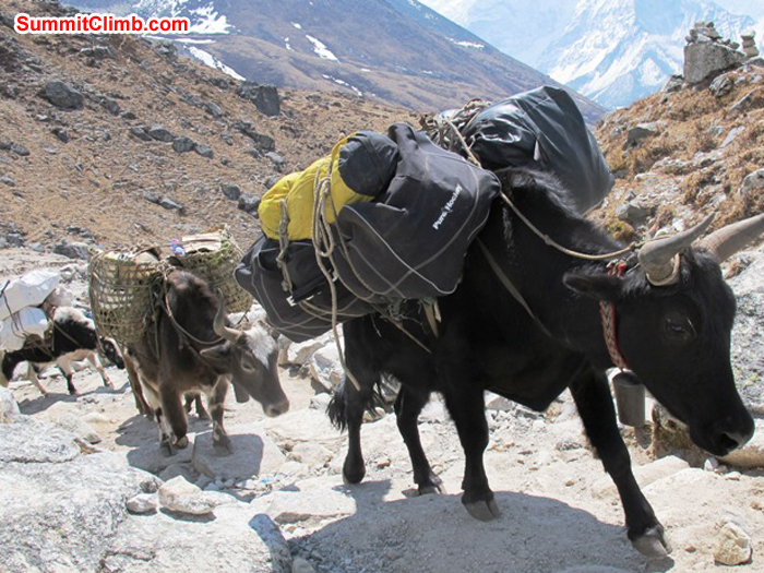 Strong zopkioks topping out on Dughla hill. Monika Witkowska Photo. Strong zopkioks topping out on Dughla hill. Monika Witkowska Photo.