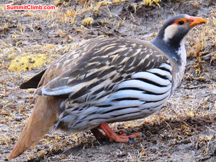 Himalayan snow pheasant, also known as the Kongma bird, at Lobuche. Monika Witkowska Photo.