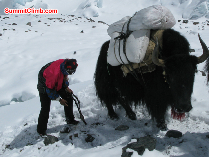 Loaded yak at ABC. Photo Rares Voda