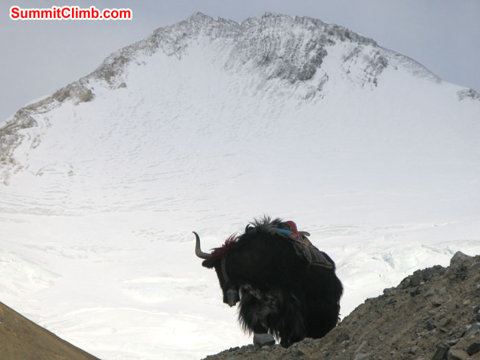 Yaks at ABC behind Lakpari. Photo Rikke