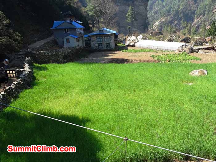 Barley fields on the trail to Everest BaseCamp. Photo by James Grieve