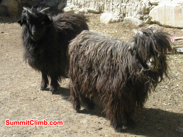 Goats in the village where our Everest store is