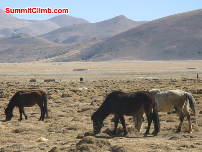 Horses graze while we check the Everest stores