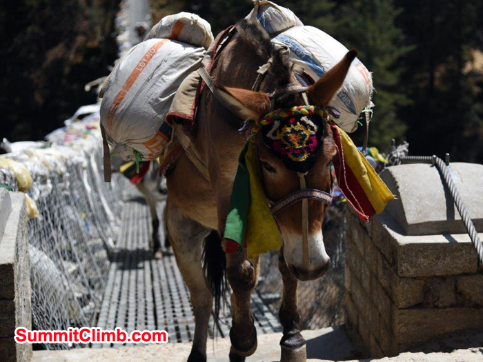 Jokiyo carring loads toward to other camp