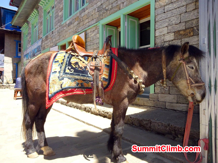 Mule at Lukla. Photo Jeff Sorrel