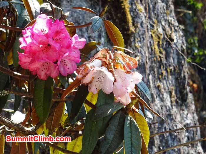 Rhodhodhendrons hanging cliff face on the trail to Namche Bazaar. photo James Grieve