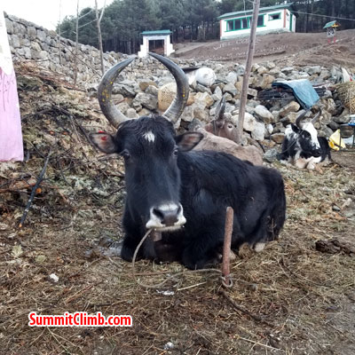 everest news, lobuche