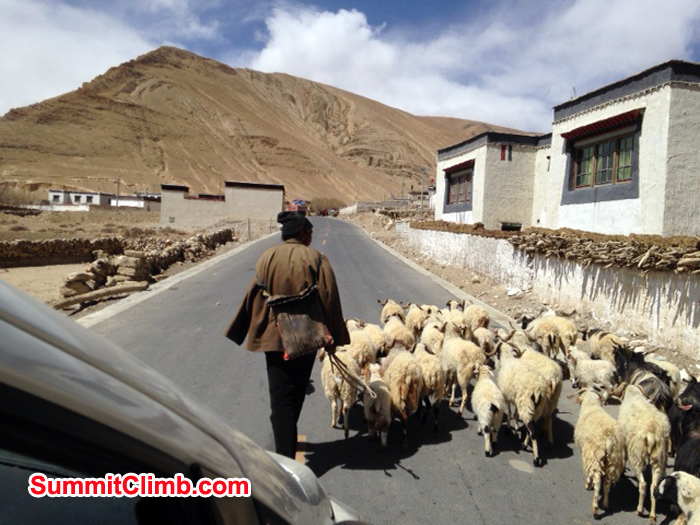 sheep on the road