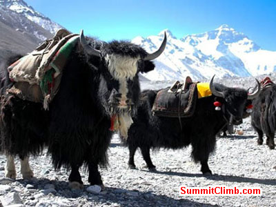 everest climb basecamp