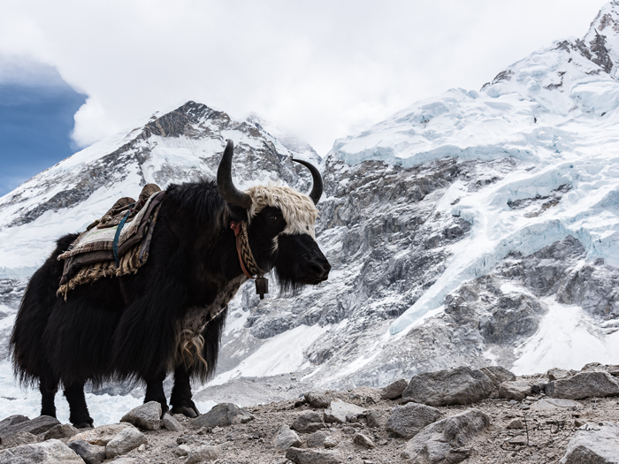 Yak at Everest Basecamp