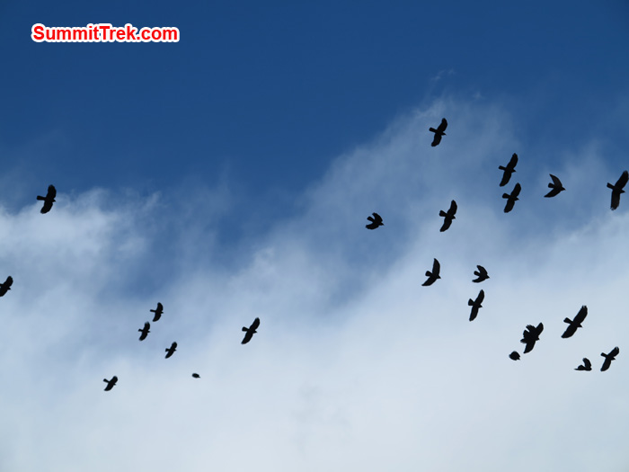 Birds flying over in high. Photo by Matthew Slater